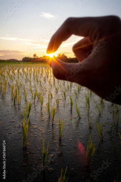 Obraz sunset on the river