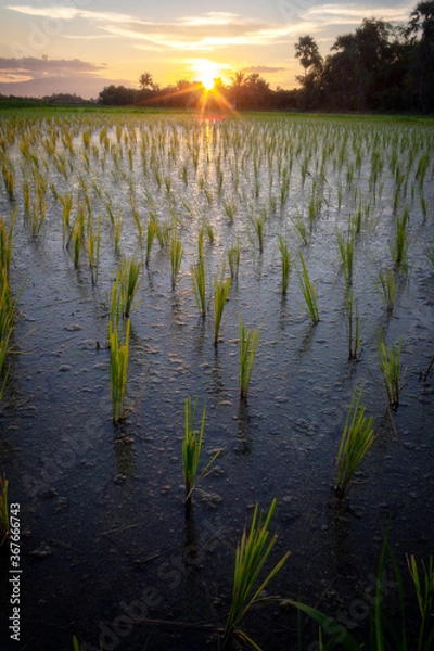 Obraz sunset over the river