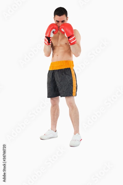 Obraz Boxer taking cover