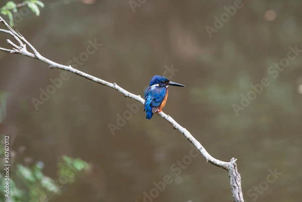 Obraz Blue-eared kingfisher