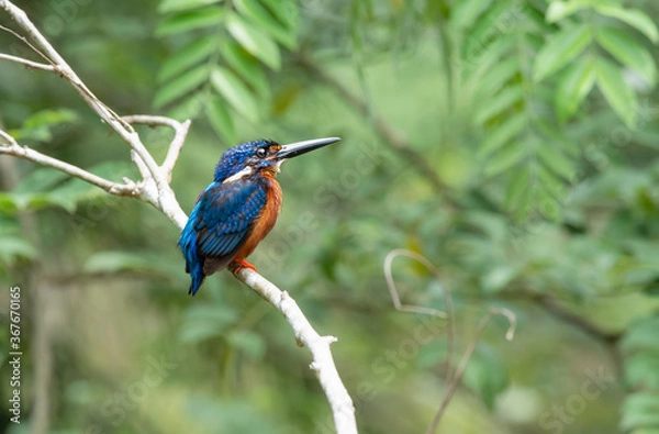 Obraz Blue-eared kingfisher
