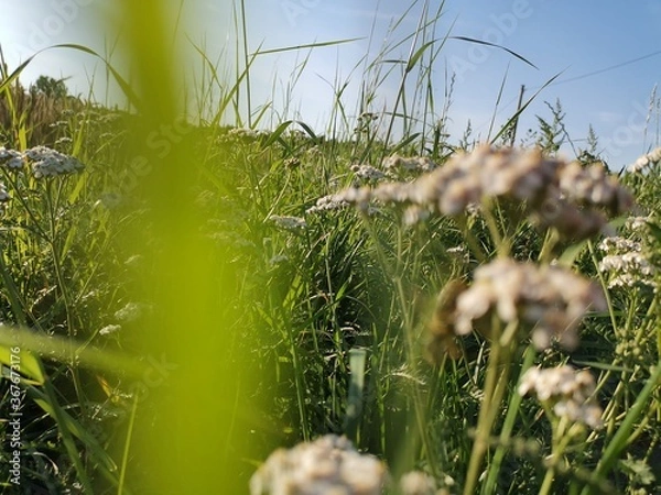 Obraz grass and water
