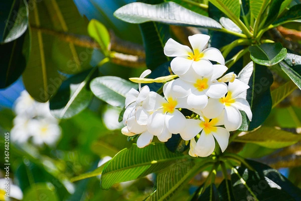 Obraz プルメリア