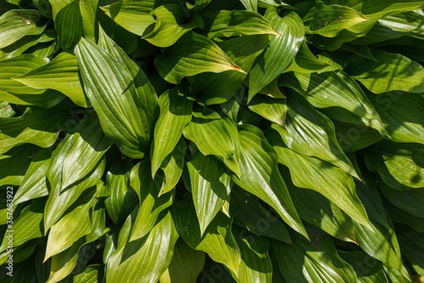 Obraz Background from green leaves of ornamental plant on a sunny day