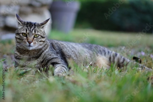 Obraz Chat Européen