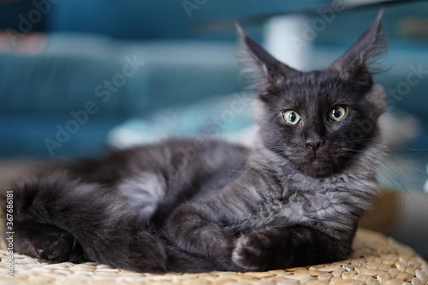 Obraz Chaton maine coon