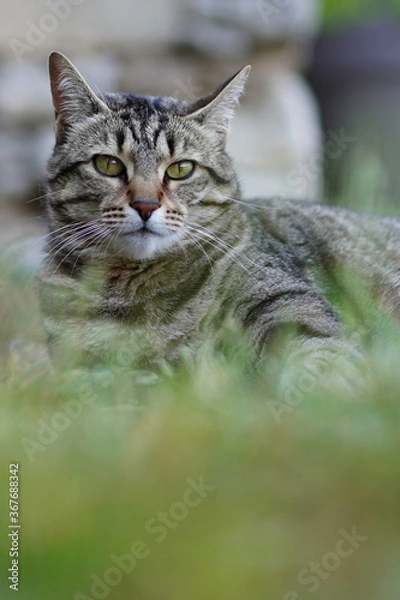 Obraz Chat Européen