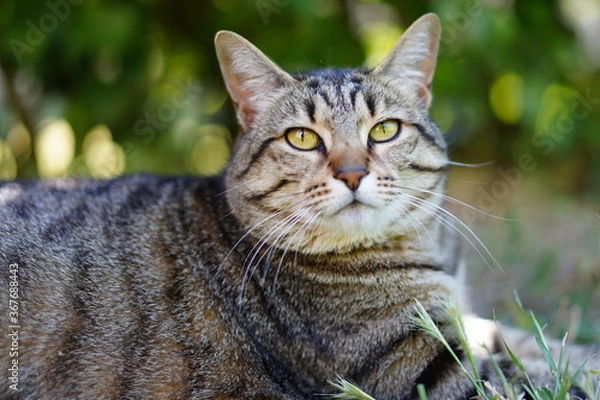 Obraz Chat Européen