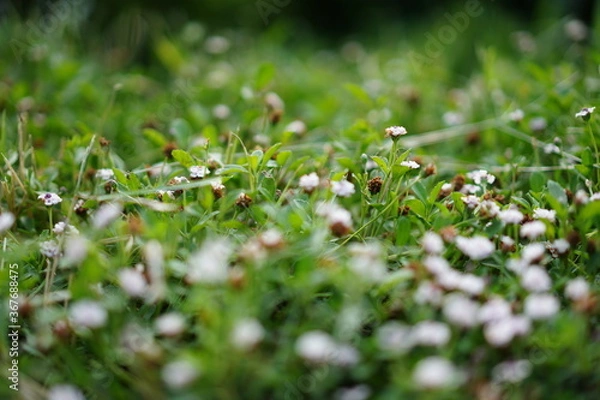 Obraz Fleurs blanches