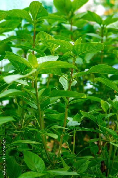 Fototapeta Basil (Ocimum sanctum). Closeup of holy basil, Thai basil plant organic vegetable acreage herb Holy basil with small bug in the garden .