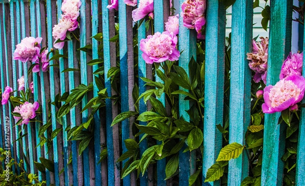 Obraz Pink roses on a background old wooden fence