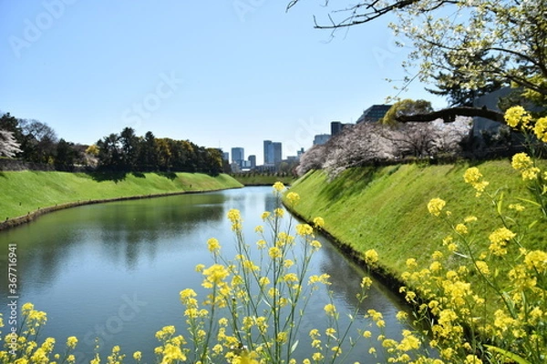 Obraz 東京都千代田区 千鳥が淵の桜とお堀