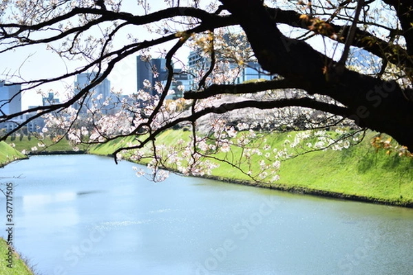Obraz 東京都千代田区 千鳥が淵の桜とお堀