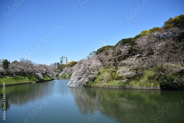 Obraz 東京都千代田区 千鳥が淵の桜とお堀