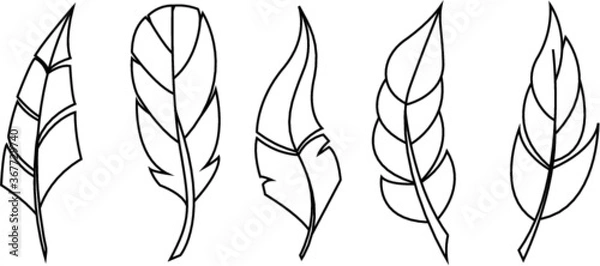 Fototapeta Vector bird feathers set of line illustration
