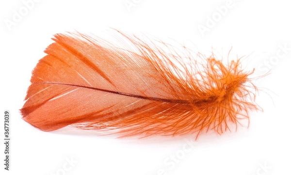 Obraz Orange feather