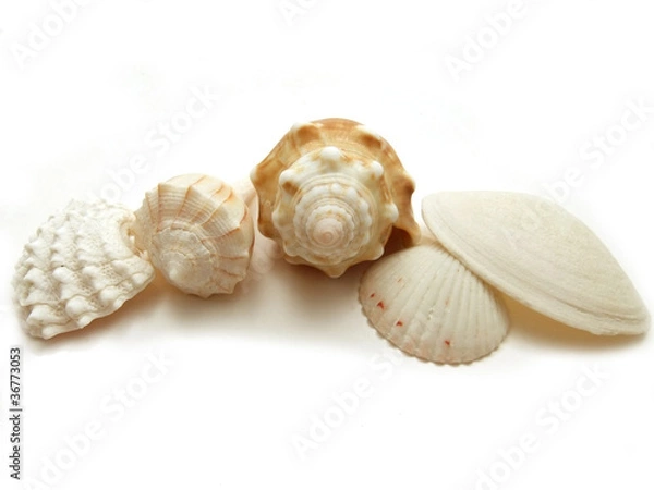 Obraz Seashell collection from Florida