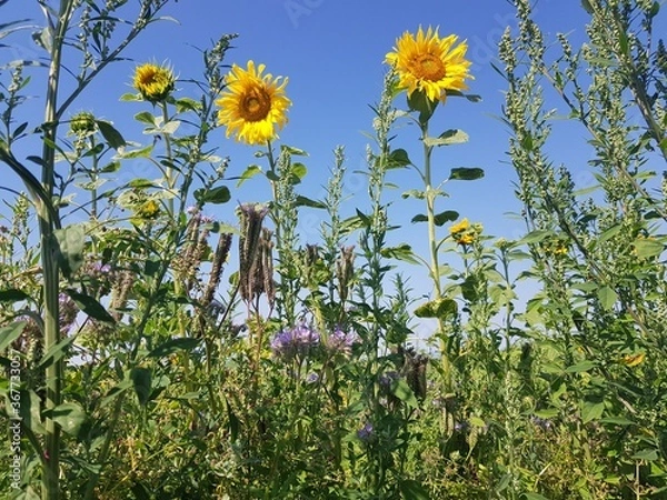 Obraz field of sunflowers