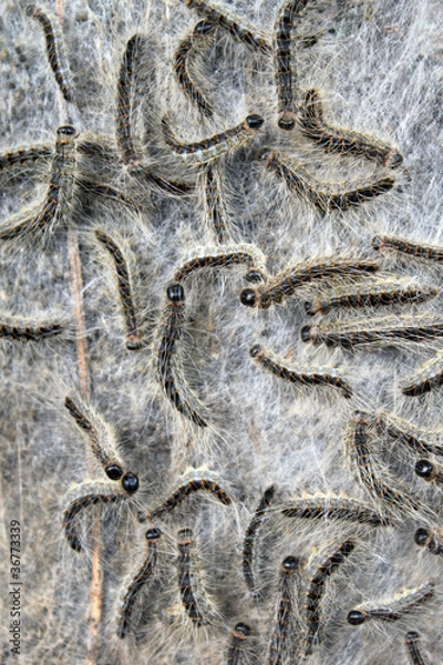 Fototapeta Nest mit Eichen-Prozessionsspinnern 3