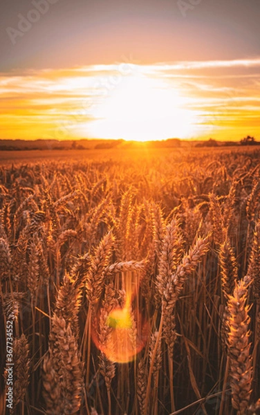 Obraz Champs de blé