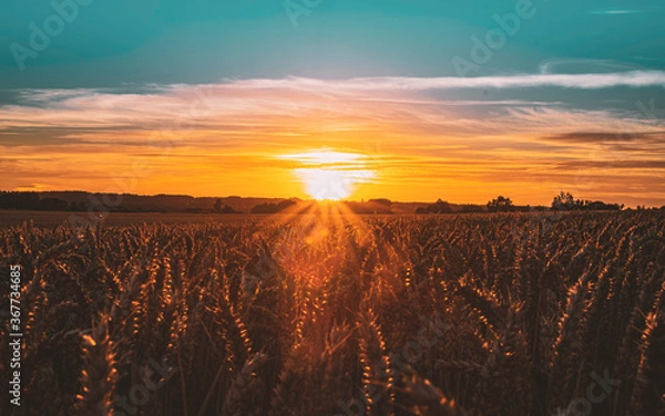 Obraz Champs de blé