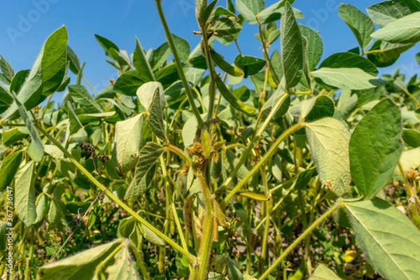 Fototapeta Soybean field in summer