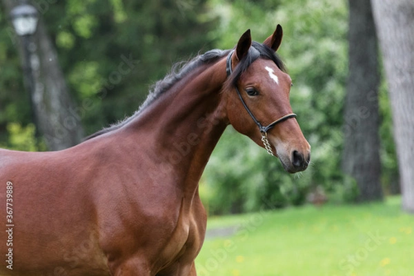 Fototapeta Portrait of a beautiful chestnut horse with mane stands on natural summer background, head closeup