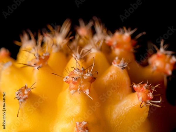 Obraz Close up of yellow ruby ball cactus