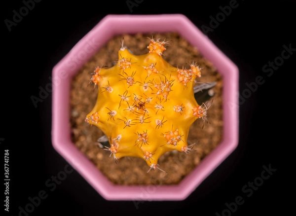 Obraz Top view of yellow ruby ball cactus