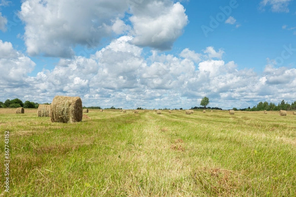Fototapeta Green grassy field and the hay stacks on a sunny summer day in the village of Russia. Horizontal image.