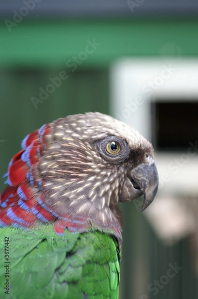 Fototapeta Hawk-headed Parrot