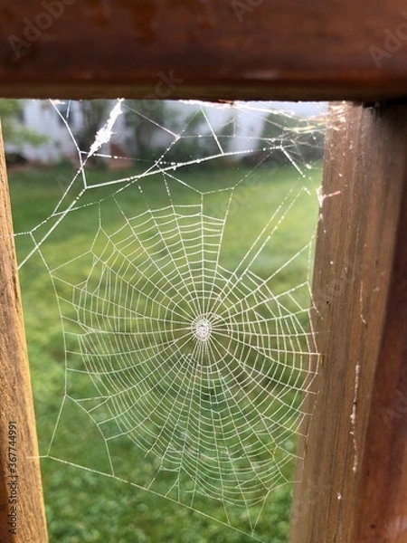 Obraz Deck spider web