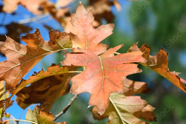 Obraz tree leaves in autumn