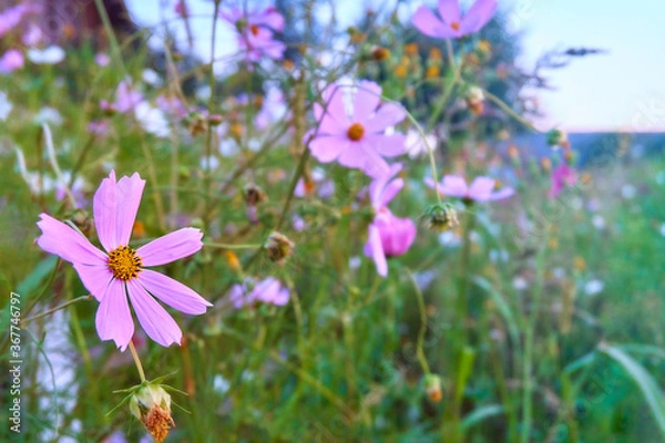 Obraz Mauve and white flowers Cosmos Garden in the meadow