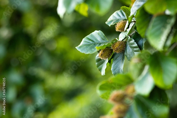 Obraz Beech tree branch with beech seeds. Beech nuts. Summer forest background