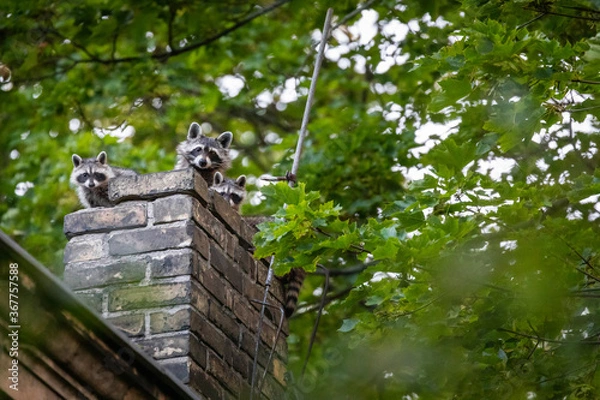 Fototapeta Kleine Waschbärwelpen auf einer Ruine auf einem Friedhof