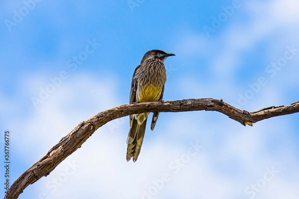 Obraz A Red wattlebird in a tree