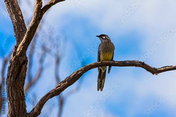 Obraz A Red wattlebird in a tree