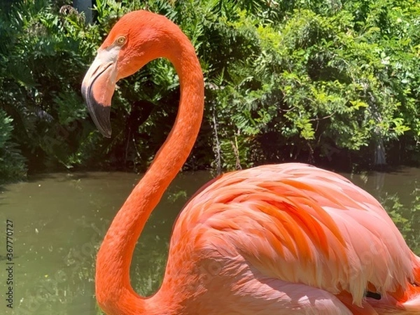 Fototapeta close up of a flamingo