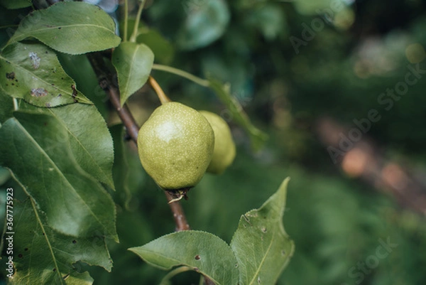 Fototapeta The pear grows on  tree in the garden. Autumn harvest