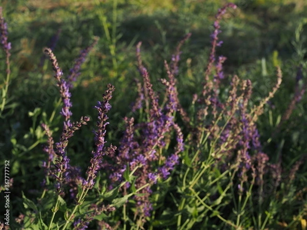 Fototapeta branches of flowering sage in a summer meadow