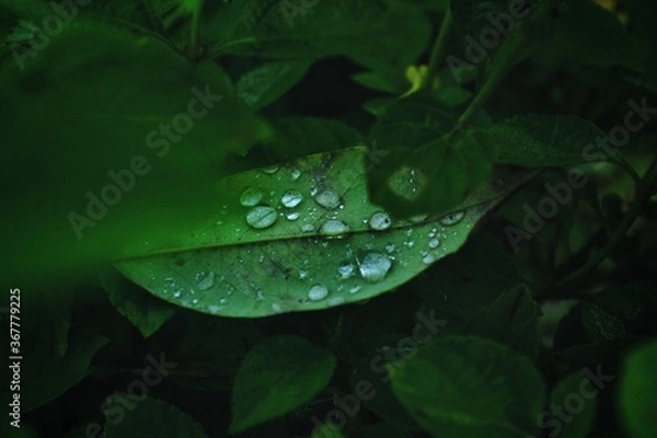 Obraz Rain drops on a leaf. 