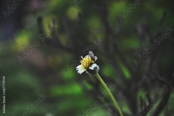 Obraz Bee on flower. 