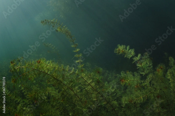 Fototapeta underwater meadow