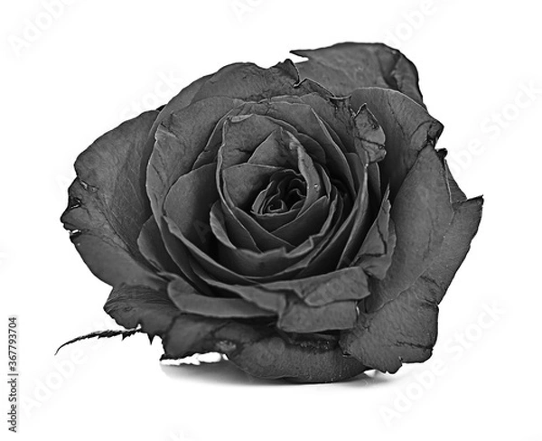 Obraz black roses isolated on white background
