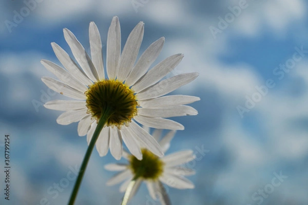 Obraz White camomiles close-up. Wildflowers on a background of blue sky. Spring landscape Field of daisies, blue sky and sun.