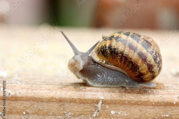 Obraz Escargot