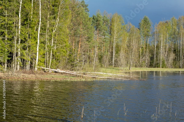 Fototapeta lake in the woods