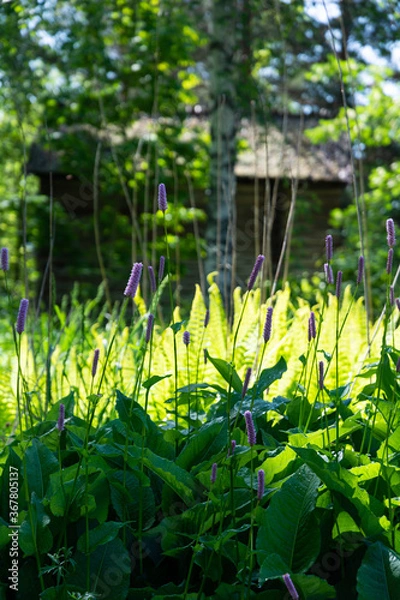 Obraz flowers in the garden