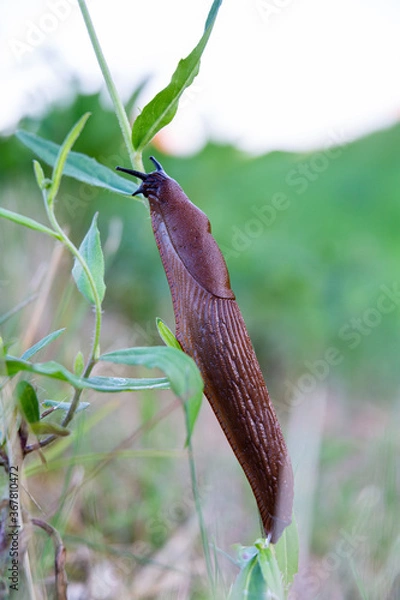 Fototapeta snail on a leaf